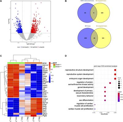 Epilepsy-Associated UBE3A Deficiency Downregulates Retinoic Acid Signalling Pathway